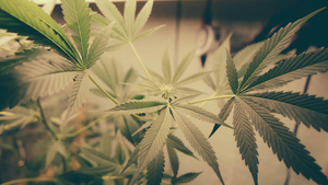 Colorado: When cannabis becomes a market by Daniel Martinez, HEC Paris - ©Fotolia-Atomazul