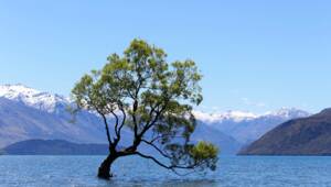 tree in a lake - vignette